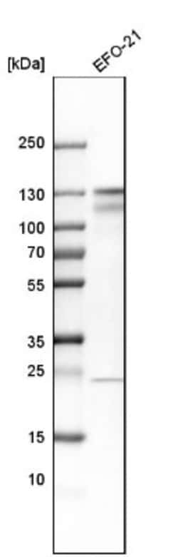 Cadherin-6/KCAD Antibody, Novus Biologicals 0.1mL; Unlabeled:Antibodies,